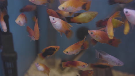 muchos peces dorados nadan en su tanque en cámara lenta