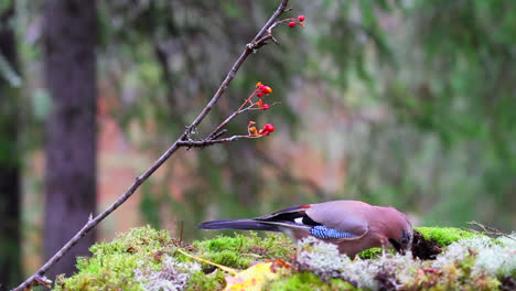 Arrendajo-Euroasiático-Comiendo-Semillas-En-El-Bosque