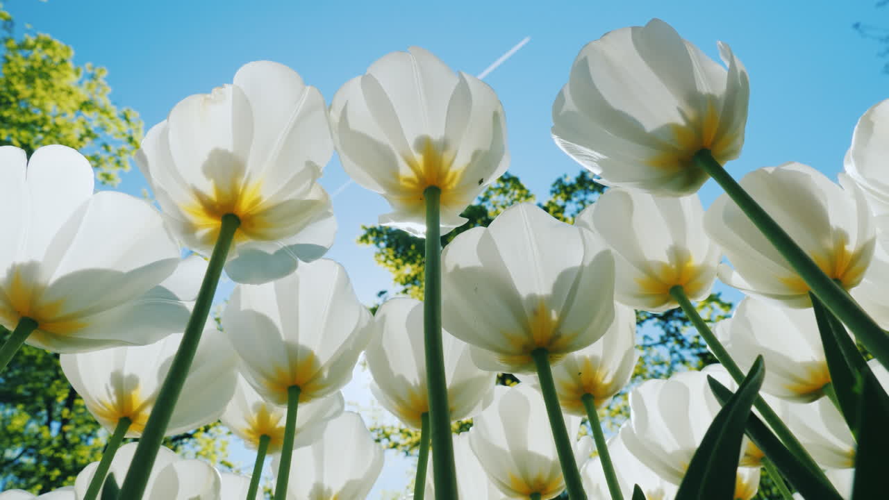 아래에서 흰 튤립