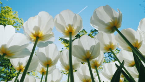 white tulips from below