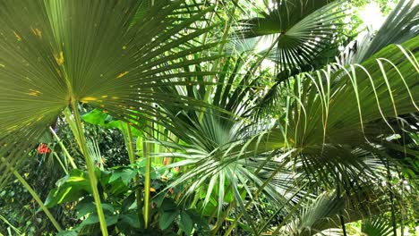 Beautiful-tropical-plant-life-in-the-Caribbean-in-slow-motion