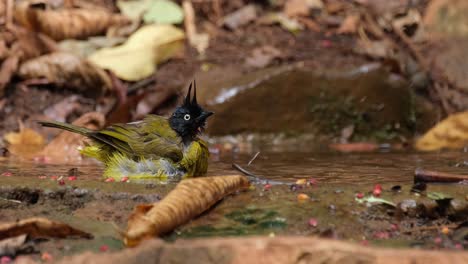 Looking-to-the-right-while-bathing-as-the-camera-zooms-out,-Black-crested-Bulbul-Pycnonotus-flaviventris-johnsoni,-Thailand