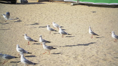 una colonia de gaviotas en la playa esperando ser alimentadas