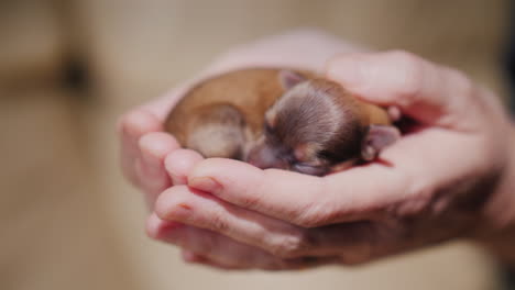 hombre sosteniendo cachorro recién nacido 05