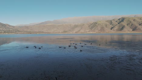 Luftschub-In-Richtung-Wasservögel,-Die-Landen-Und-Vom-Wasser-Abheben