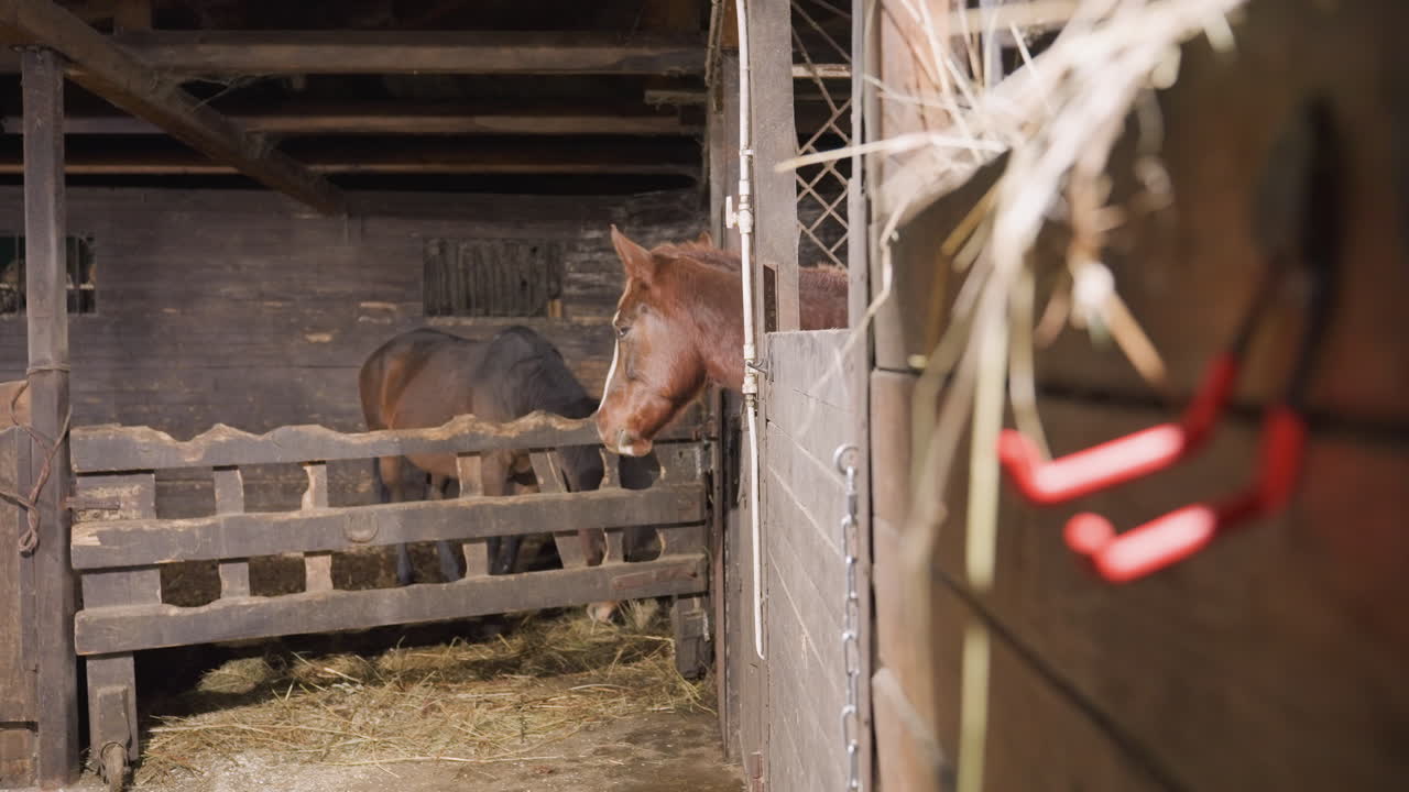 Cavallo baio che sbircia dalla stalla, interno di fienile rustico con paglia e recinzione in legno, animale paziente che osserva da un box in ombra mentre una briglia pende lì vicino, scena tranquilla che suggerisce attesa e delicatezza