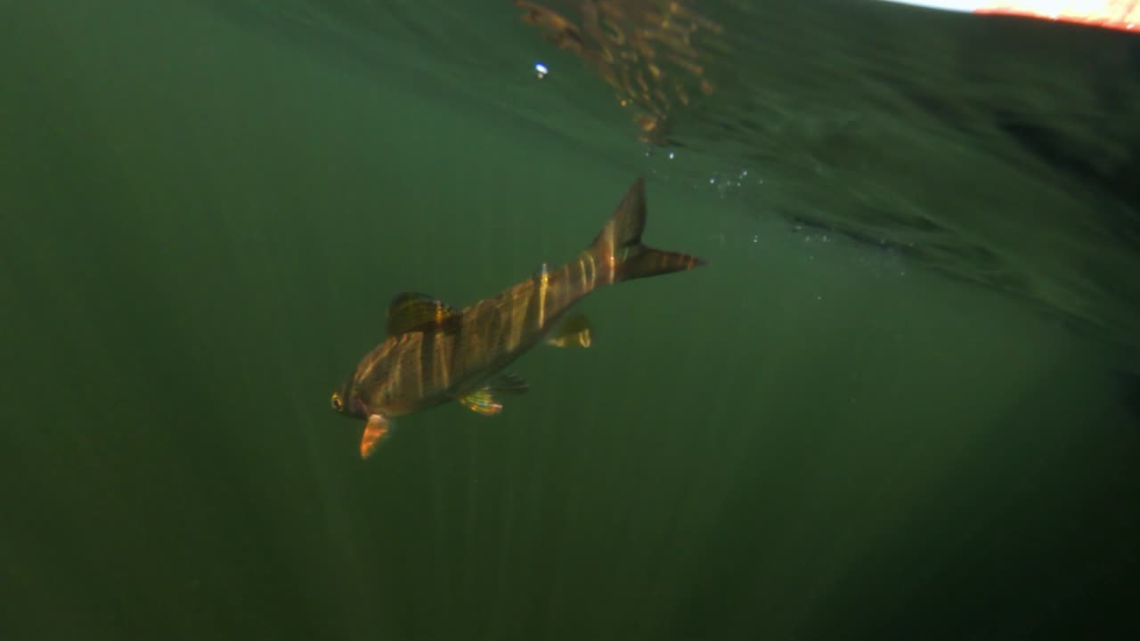 Releasing an Arctic Grayling into a lake