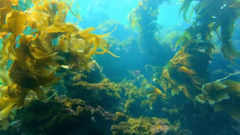 The-imposing-and-vital-kelp-forest-protects-the-ocean's-many-creatures