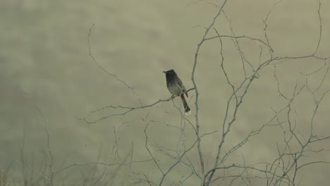 a red vented bulbul a songbird introduced to hawaii sits on a barren branch against a pale backdrop at kaena point oahu hawaii
