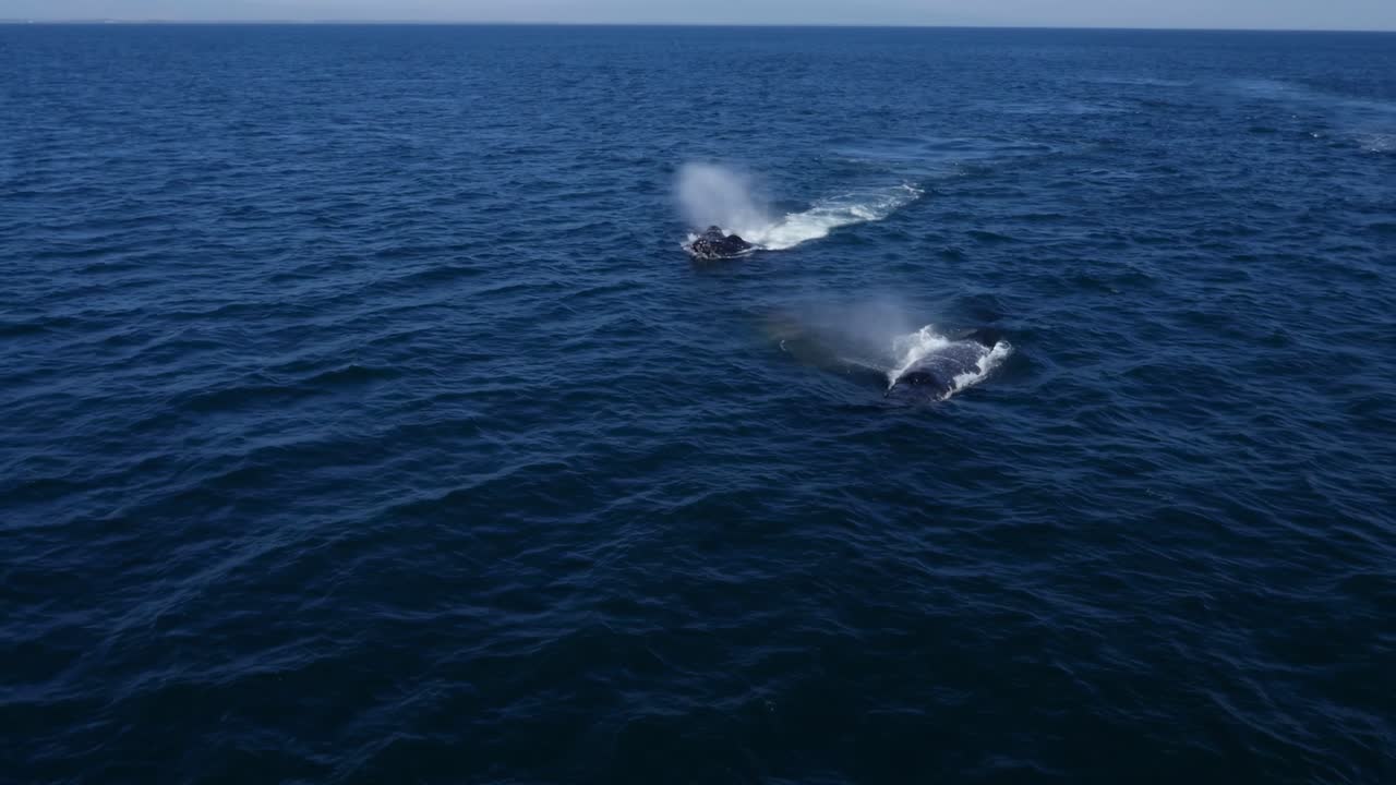 awe-inspiring acrobatics of humpback whales as they breach the ocean’s surface