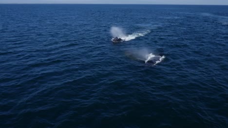 Impresionantes-Acrobacias-De-Las-Ballenas-Jorobadas-Mientras-Emergen-A-La-Superficie-Del-Océano.