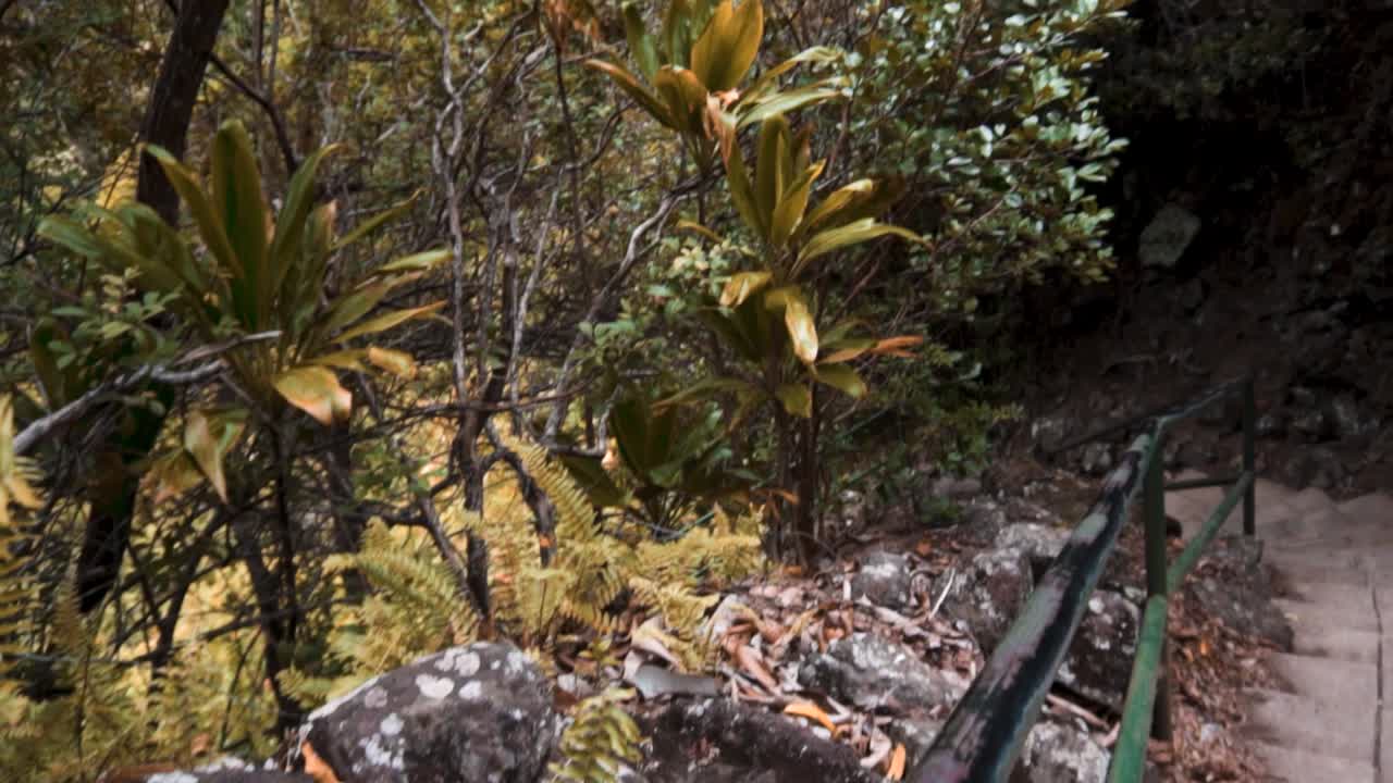 árboles verdes en hawaii sol verde deliciosas plantas tropicales