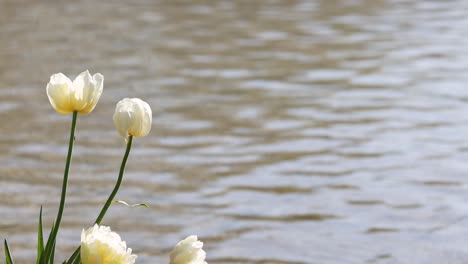 white tulips gently moving near rippling water