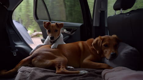 two dogs resting in the back of a car