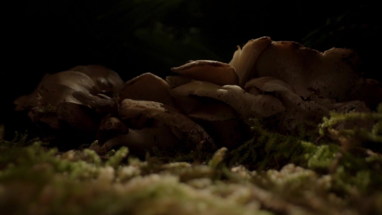 Macro inquadratura che scende su un gruppo di funghi in una foresta scura con illuminazione suggestiva a bassa chiave, sfondo astratto della natura
