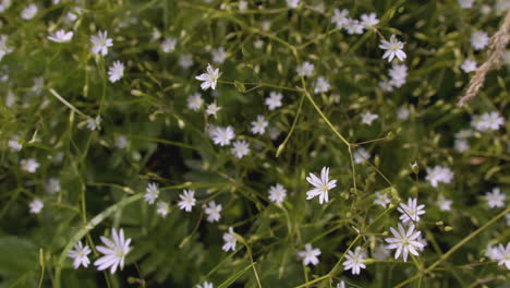 small white flowers in a meadow