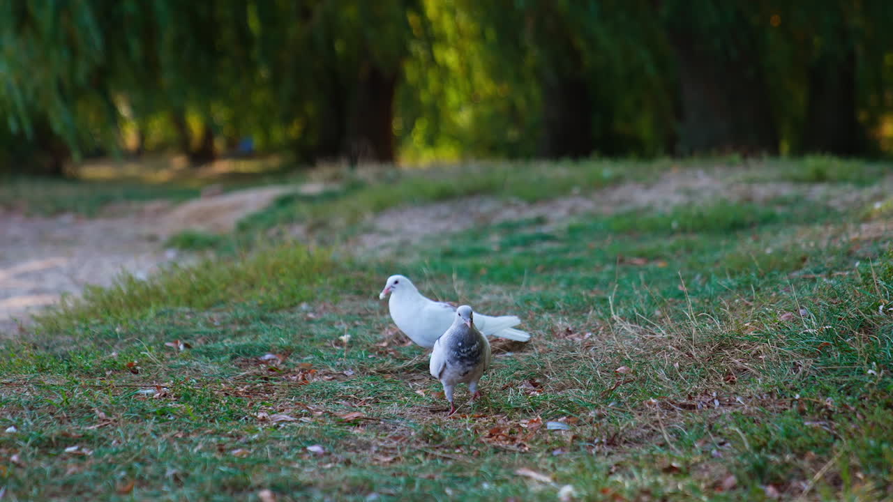 Two white pigeons walk by the grass. Birds looking for food and somebody throws the bread crumbs.