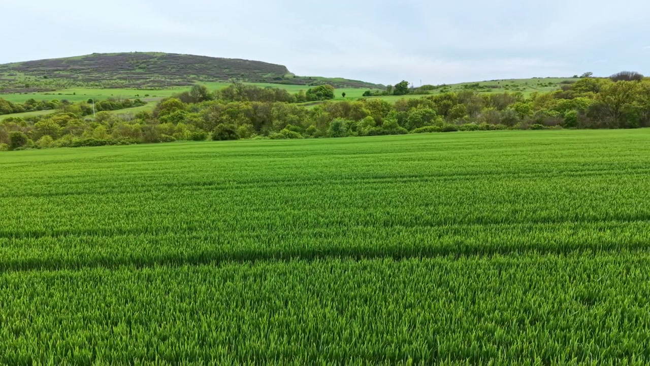 Wheat field grows under cloudy sky with green plants and hills in the background near the countryside on a cool day