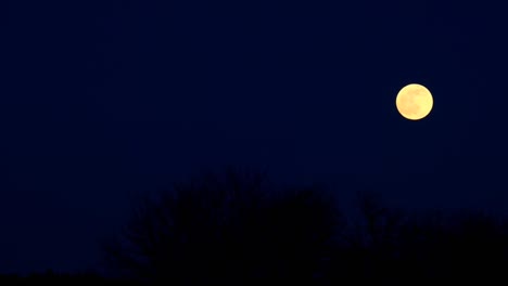 halloween moon background. moonlight night.moon background. round yellow moon over black bushes against a dark blue sky.