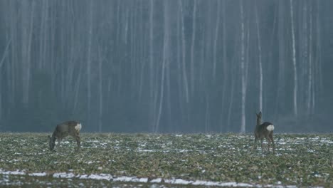 european roe deer flock eating on rape raps field in evening dusk