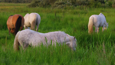 Los-Caballos-Se-Alimentan-Tranquilamente-De-Una-Exuberante-Hierba-Verde,-Su-Forma-Iluminada-Por-El-Cálido-Resplandor-Del-Sol-Poniente