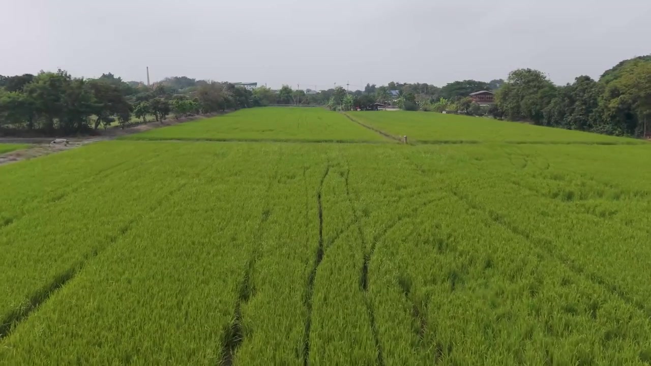 Riprese aeree di risaia a Patumthani, Thailandia