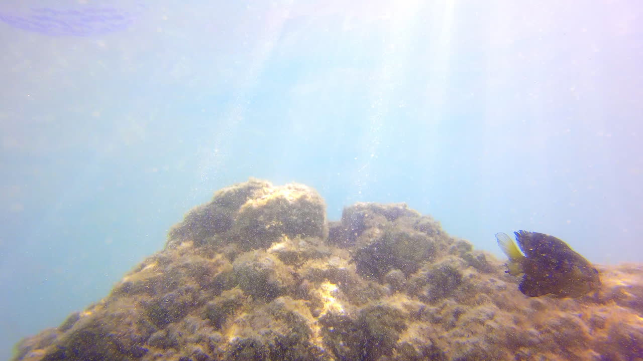 황다랑어 담셀피시가 아루바 연안 바다의 산호초에서 헤엄친다