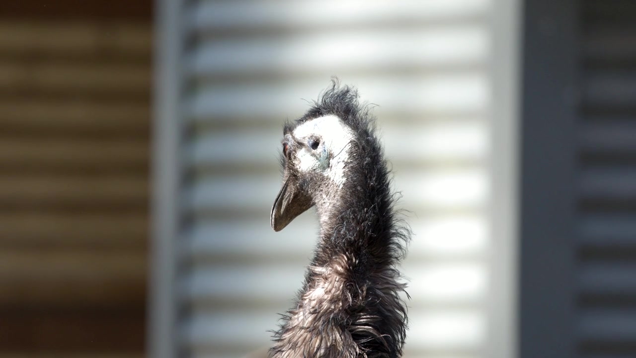 Detaljeret nærbillede af en emu, der kigger sig omkring udendørs i skarpt dagslys, Sancrox, Australien