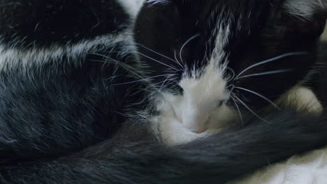 Sleeping-cat-close-up-resting-at-home