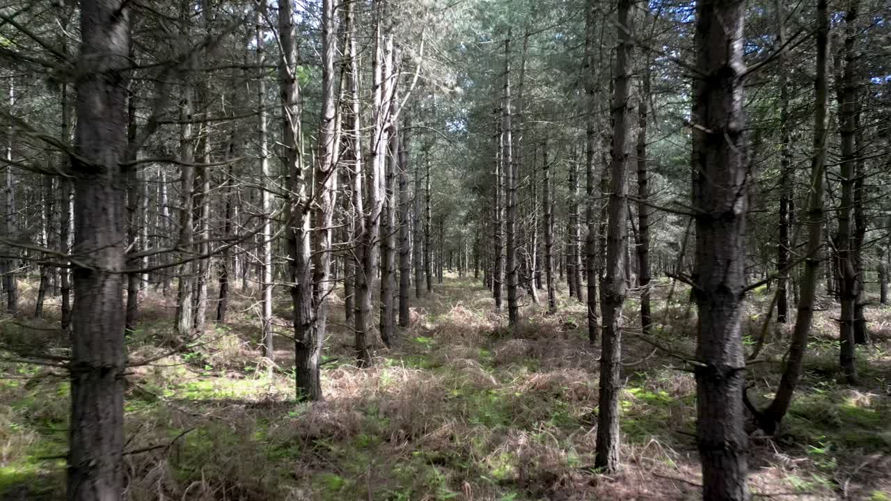 Alberi fitti della foresta di Rendlesham nel Suffolk, Inghilterra, Volo aereo