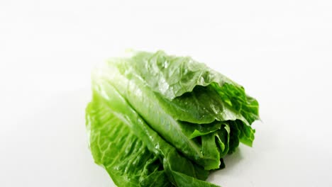 close-up of lettuce