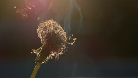 dandelion head flashes and burns in a fire. slow motion video