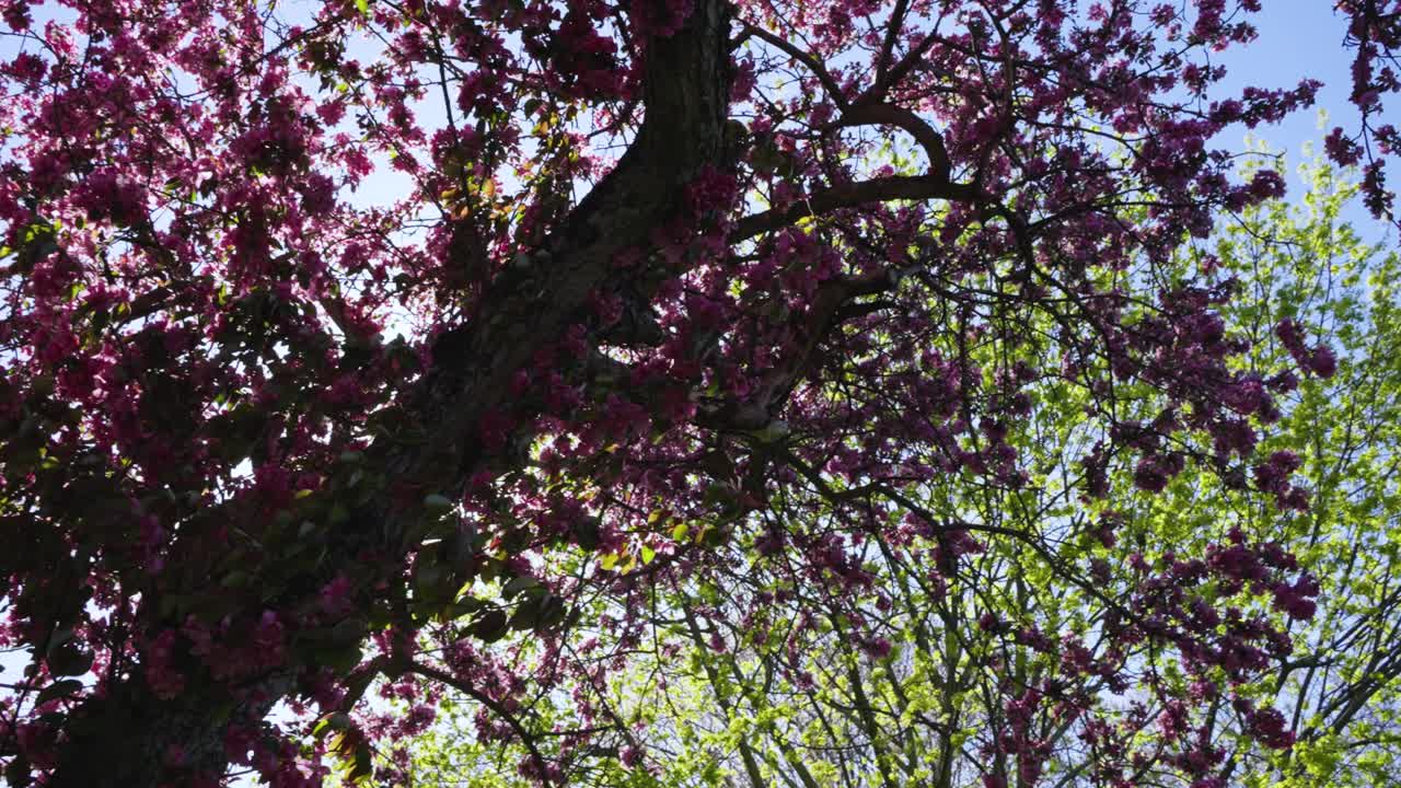 Sakura Cherry Blossom branches swinging in the wind
