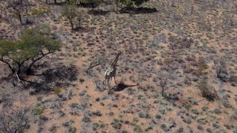 Angolan-Giraffe-Dwelling-on-Waterberg-Plateau-in-Namibia,-Africa---Aerial