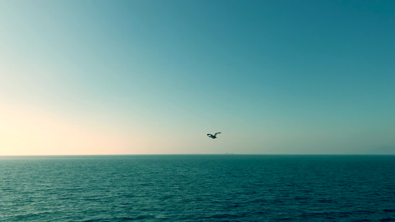 바다 위를 날아다니는 새의 시네마그래프, 원활한 4k 루프 비디오