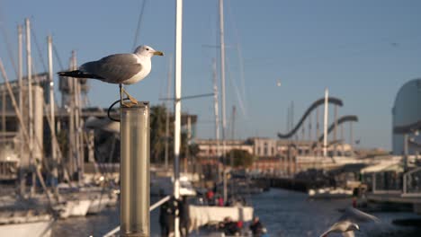 Gaviota-Encaramada-En-El-Puerto-De-Barcelona-Con-Otras-Aves-Volando-En-El-Fondo