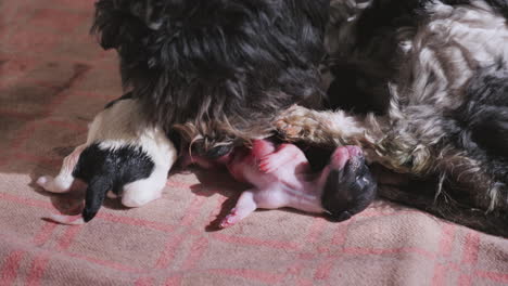 perro después de dar a luz con cachorro recién nacido 11