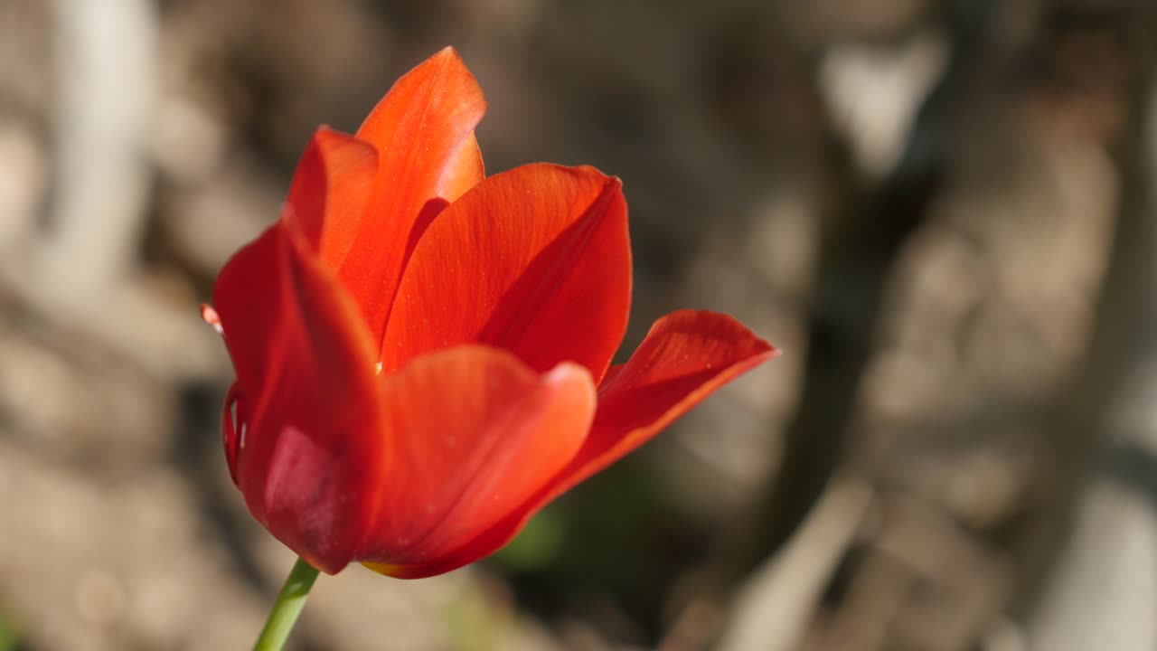 Red cultivated Tulipa gesneriana flower shallow DOF 4K