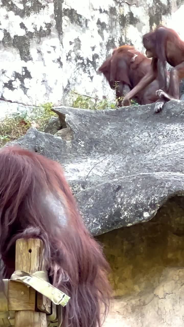 동물원 환경 에서 상호 작용 하는 오랑우탄 들