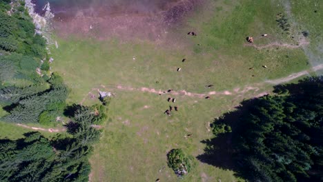 Pferde-Grasen-Auf-Der-Grünen-Wiese.-See-Lago-Di-Fusine-Superiore,-Italien,-Alpen.-FPV-Drohnenflüge-Aus-Der-Luft.