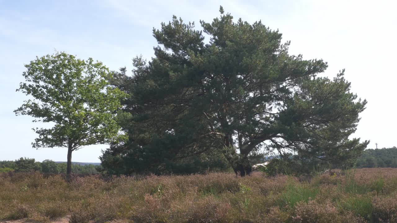 Vasto paesaggio di brughiera con un pino, brughiera in fiore e vegetazione naturale