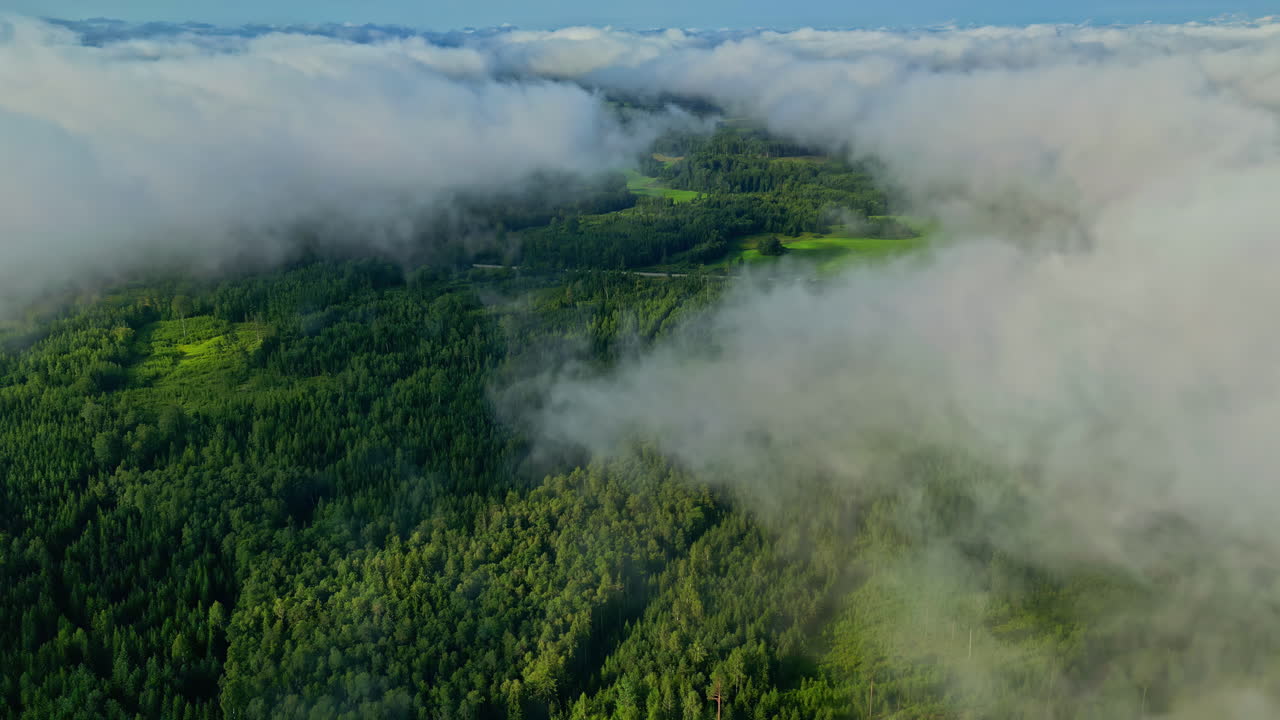 bosque denso parcialmente cubierto por nubes de niebla bajas, creando una atmósfera serena
