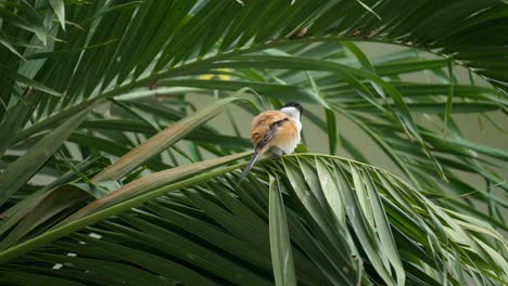 Rufous-backed-Shrike-or-Black-headed-Shrike-Bird-Puff-Up-Feathers-and-Preening-Perched-on-Palm-Bush-Branch