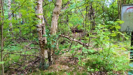 Hermoso-Bosque-De-4k-60fps-En-Senderos-Forestales-De-Suecia-Y-Un-Tablero-De-Distribución-En-Un-Poste---Toma-Panorámica