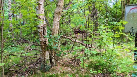 4k 60fps hermoso bosque en los senderos del bosque de suecia y un tablero de distribución en un poste - toma panorámica