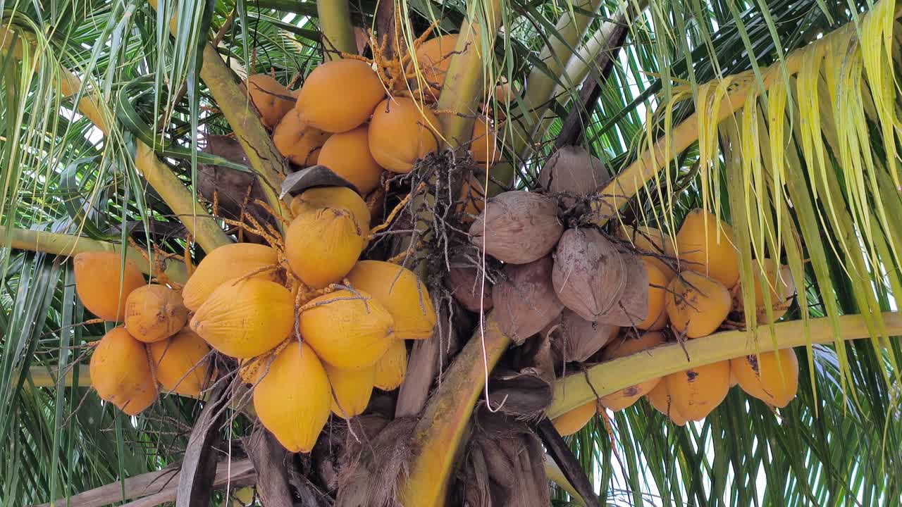 A Yellow Coconut (Kelapa Gading or Cocos nucifera) is featured on the palm. Its golden-yellow husk makes it a popular choice for both ornamental planting and fresh fruit harvesting