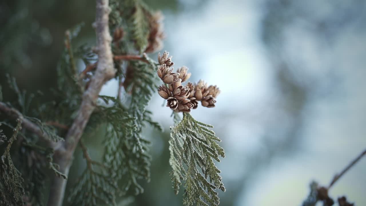 Nærbilde med panorering av frostkledde minikongler.