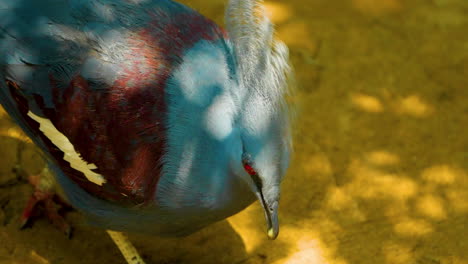 Close-up-view-of-a-victoria-crowned-pigeon