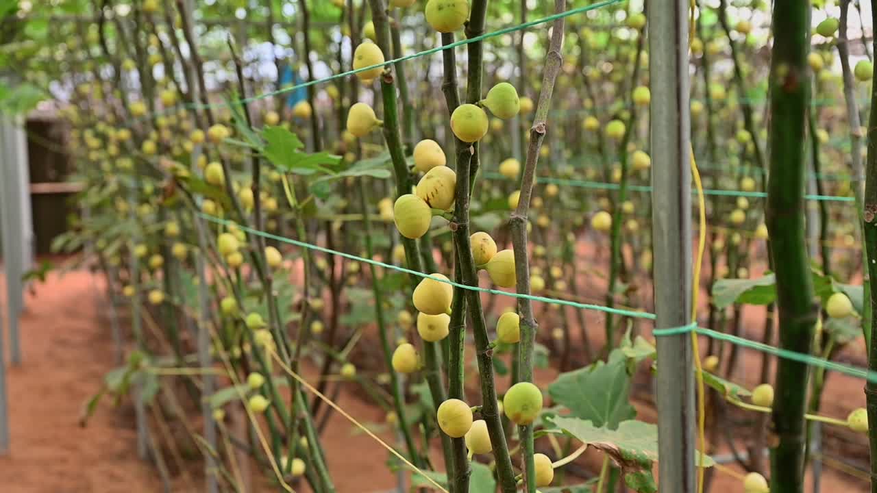 아랍 에미리트 의 온실 내 에 있는 무화과 나무 가지 에 있는 신선 한 녹색 무화과