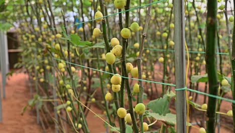 fresh green figs on the fig tree branches inside the greenhouse in the united arab emirates